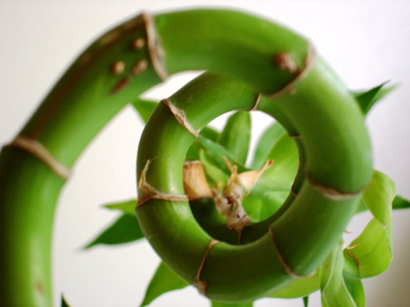 Spiral bamboo plant close-up