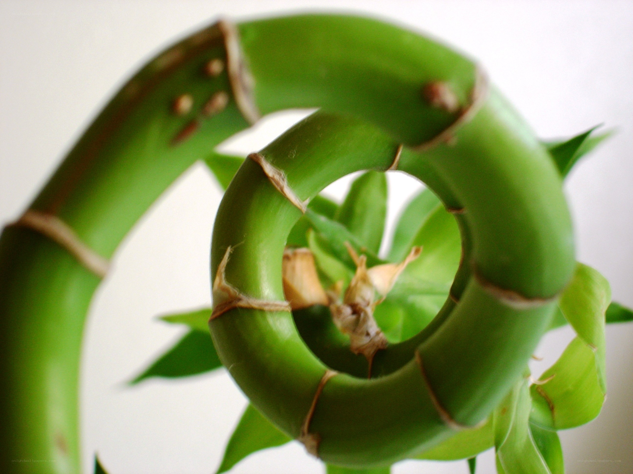 Spiral bamboo plant close-up