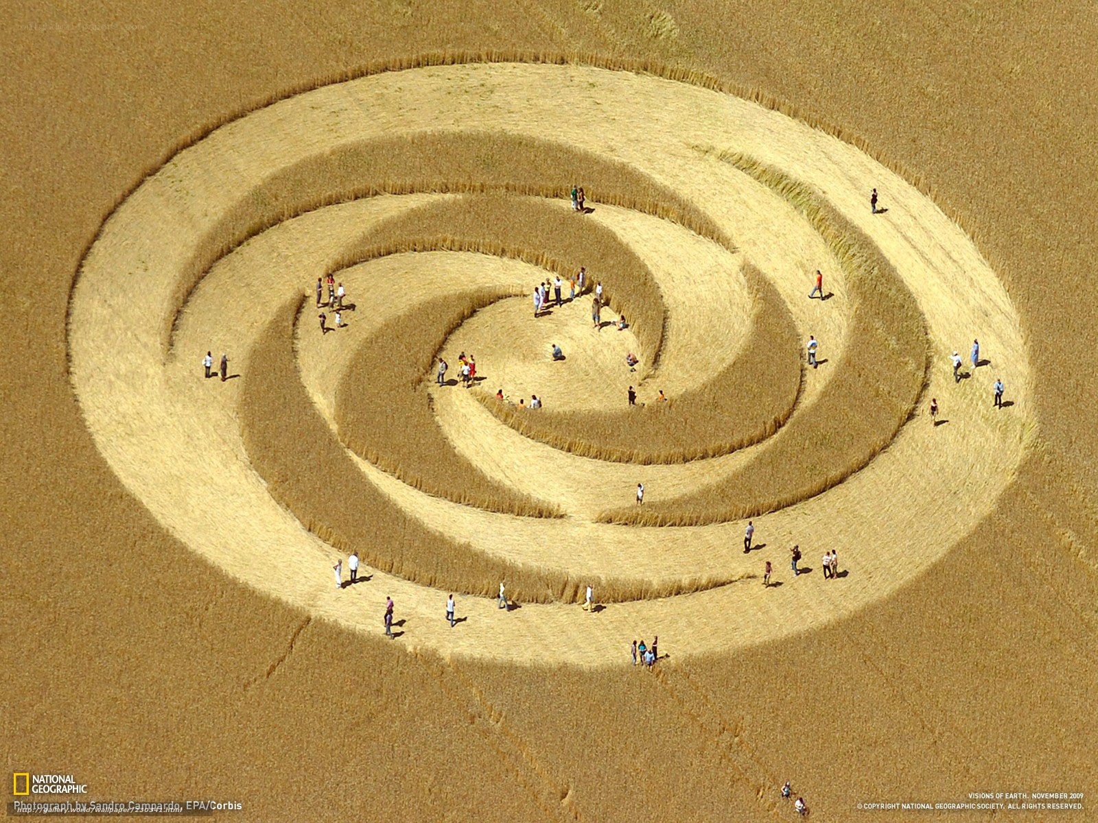 Spiral crop circle in wheat field