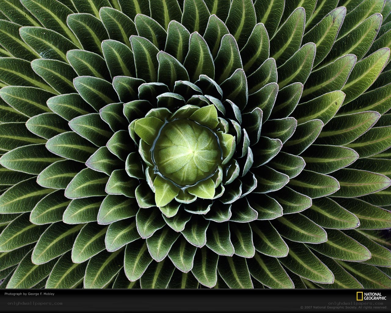 Spiral leaf pattern of a plant