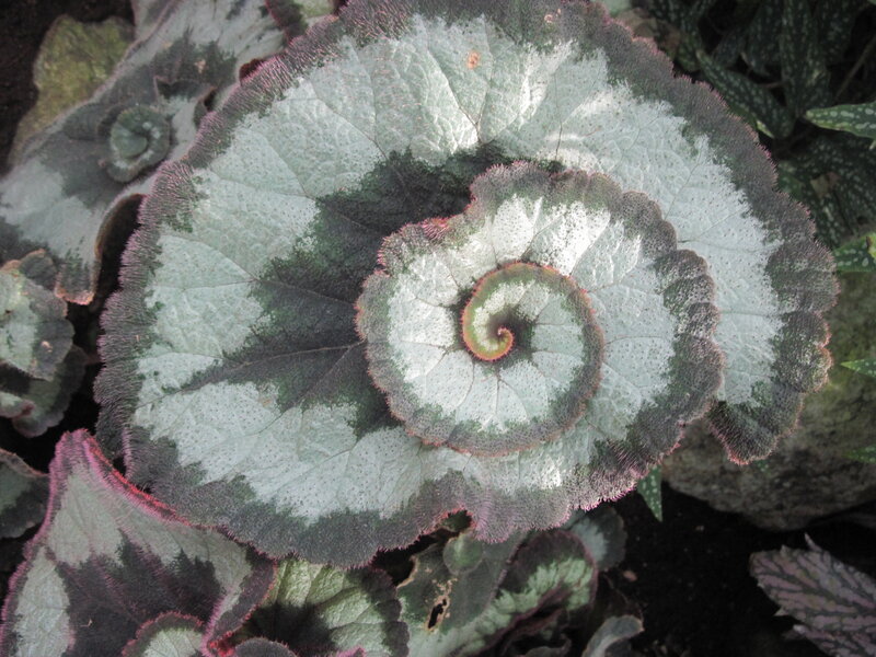 Spiral Leaf Pattern
