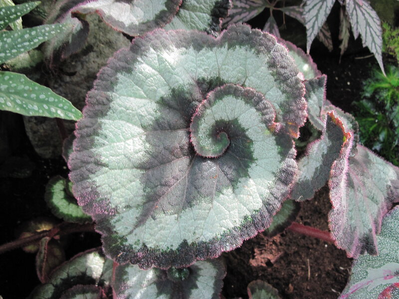 Spiral-leafed Begonia Plant