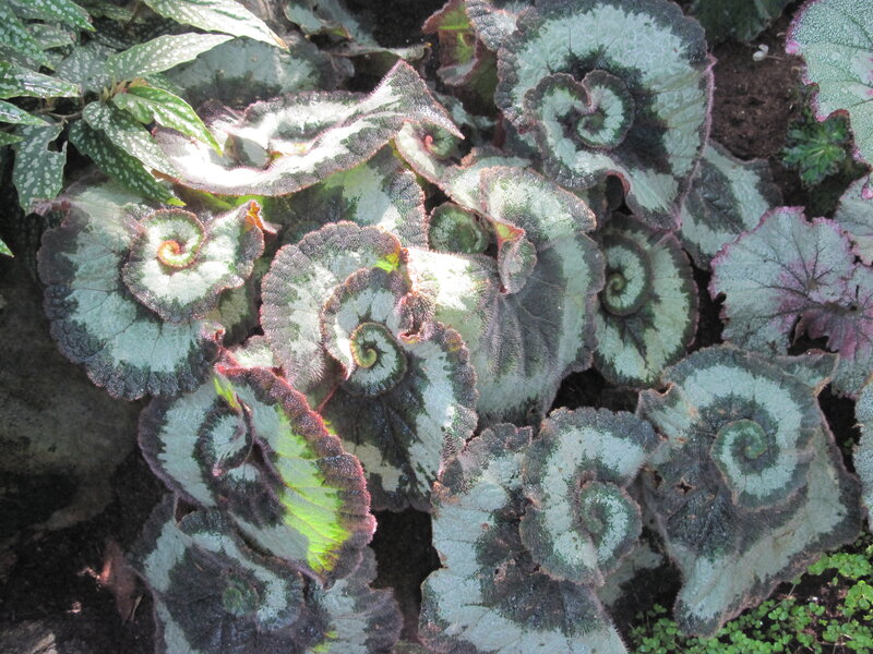 Spiral-leafed Begonia Plants