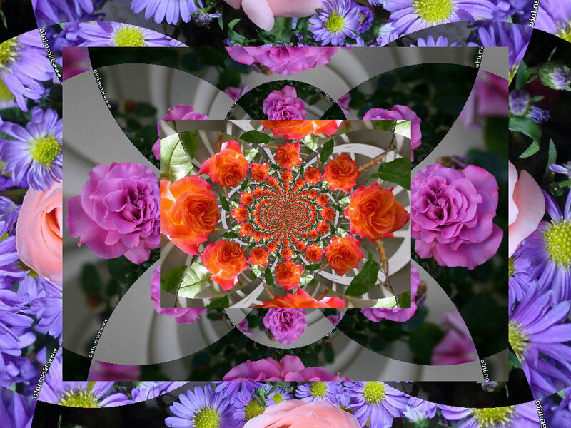 Spiral of Roses