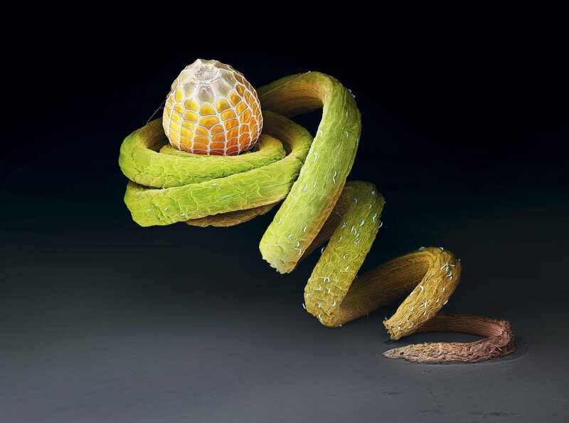 Spiral Plant Structure
