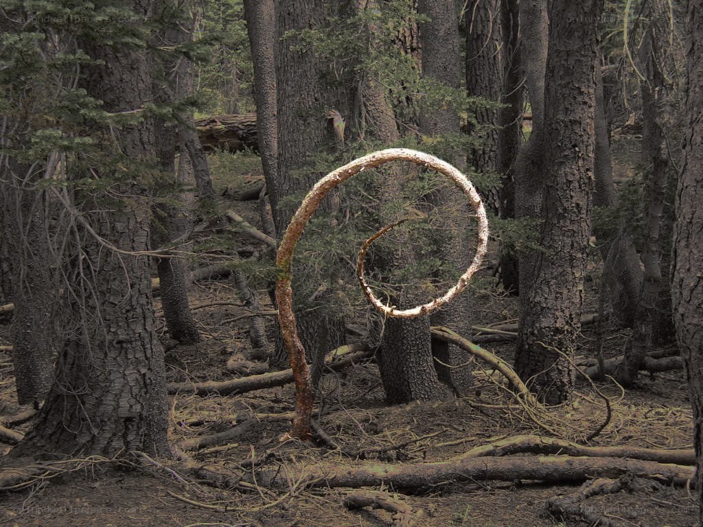 Spiral sculpture in forest