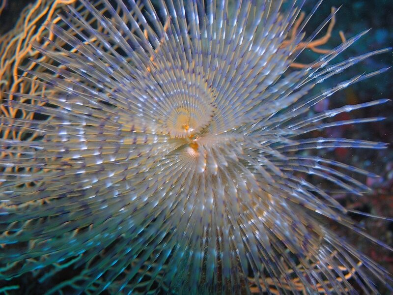 spiral sea creature underwater