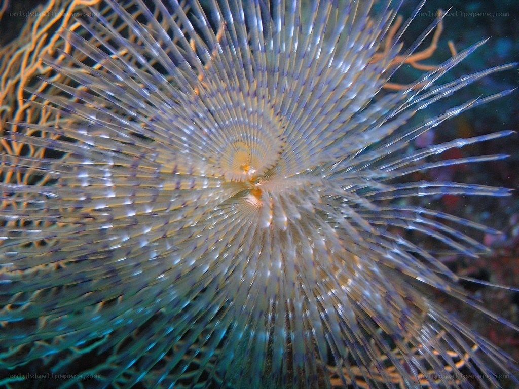 spiral sea creature underwater