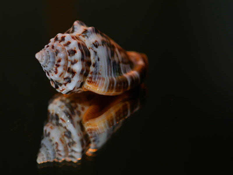 Spiral Seashell — Black