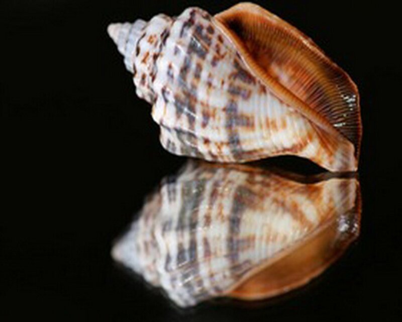 spiral seashell on black