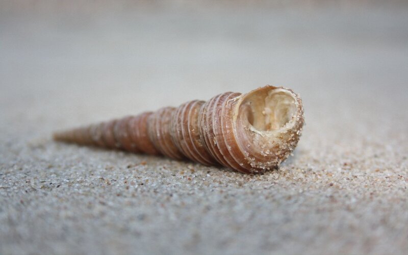 Spiral Seashell on Sand — Brown