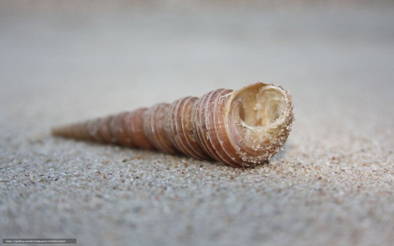 Spiral Seashell on Sand