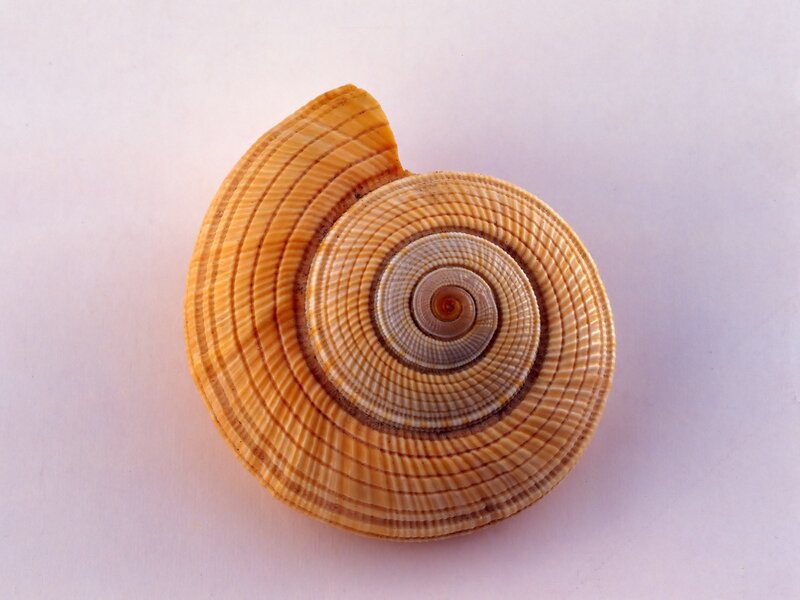 spiral seashell pattern