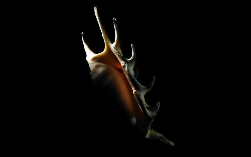 Spiral Seashell