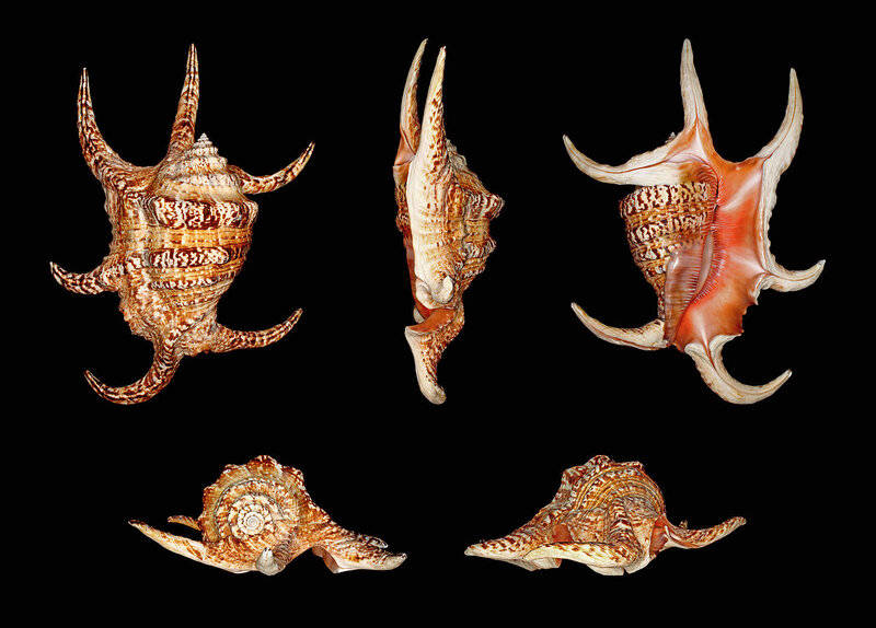 Spiral Seashell with Spikes