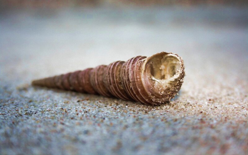spiral shell on sandy beach