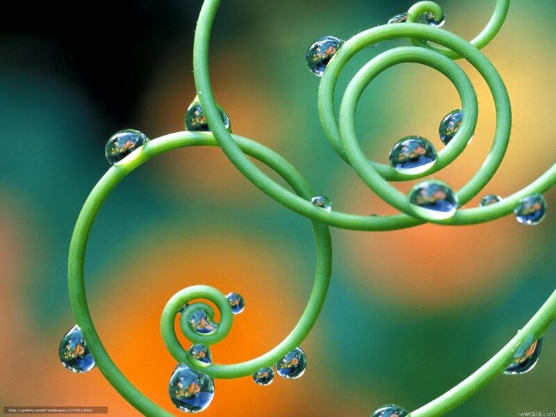 Spiral vine with dew drops