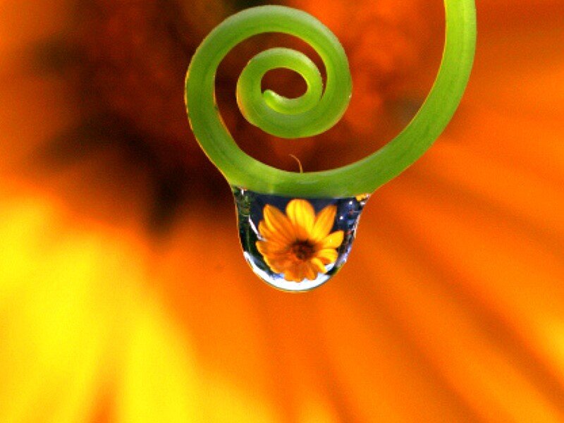 Spiral vine with flower reflection