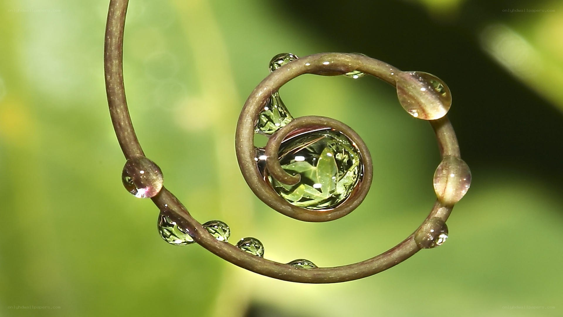 Spiral vine with water droplets