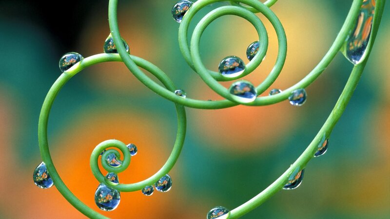 Spiral vine with water droplets