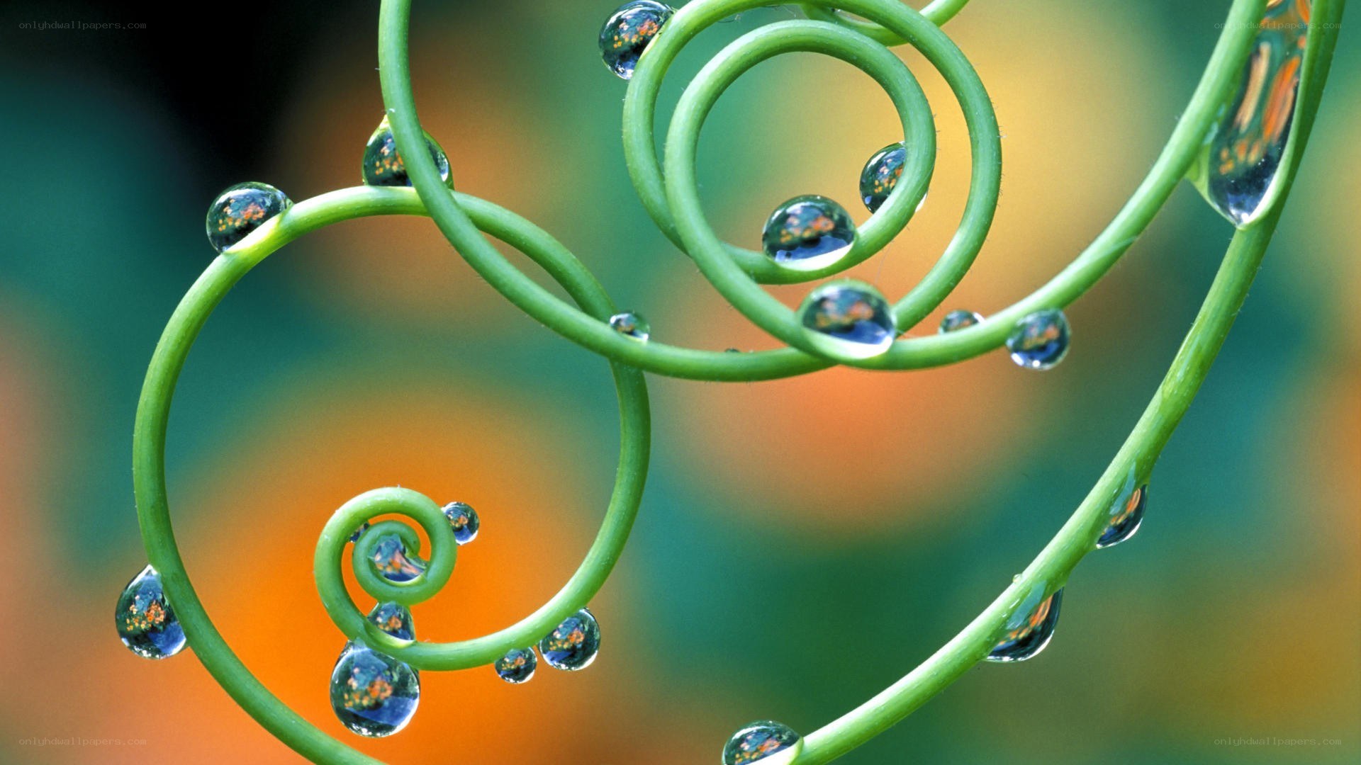 Spiral vine with water droplets