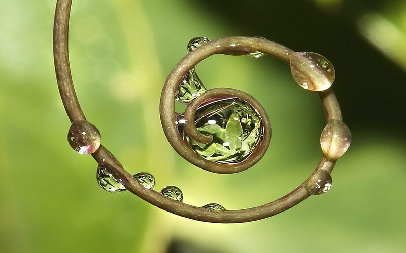 Spiral vine with water droplets