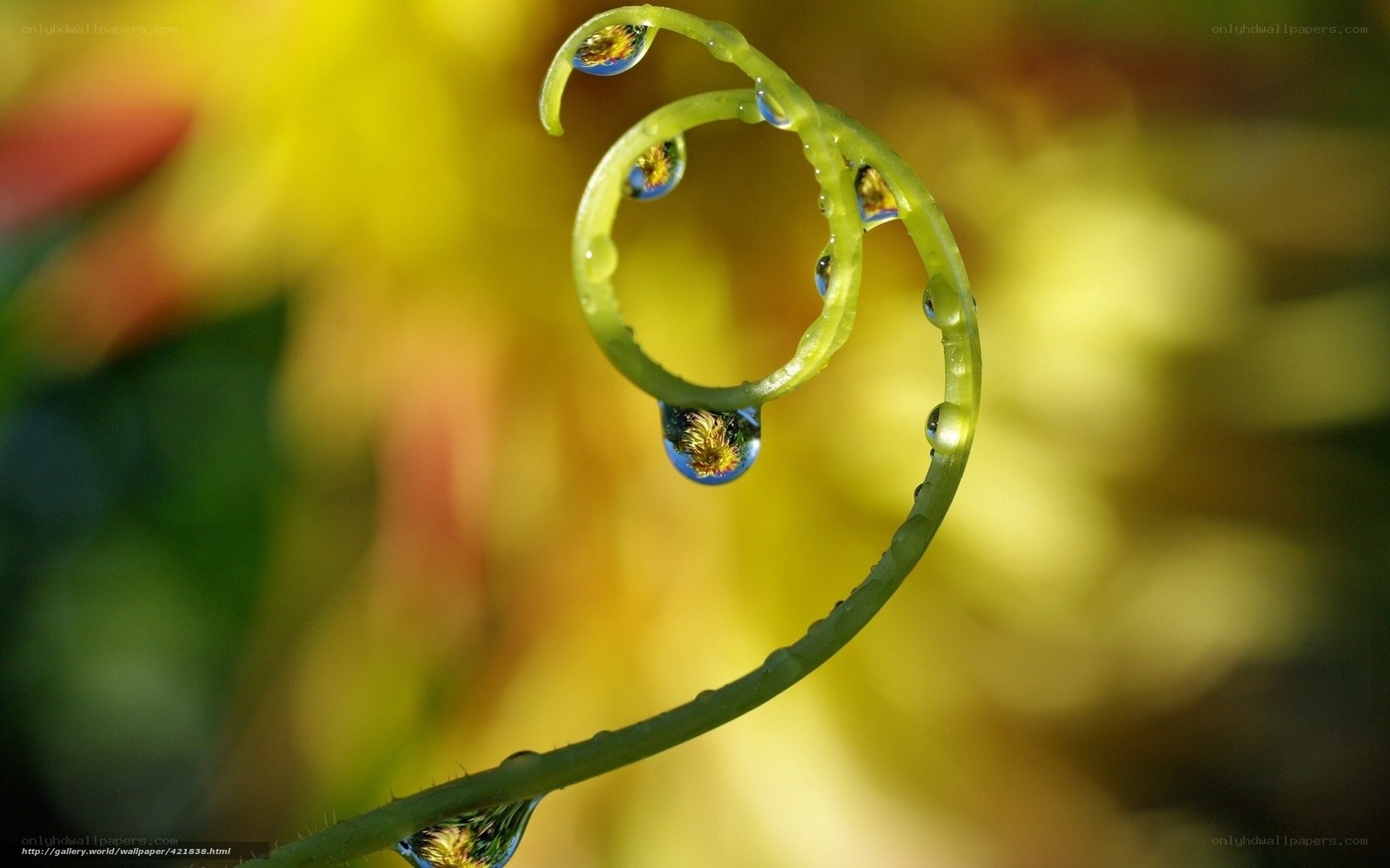 Spiral vine with water droplets