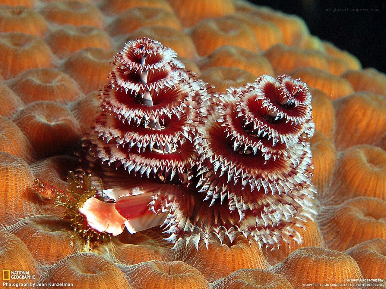 Spiral worm on coral