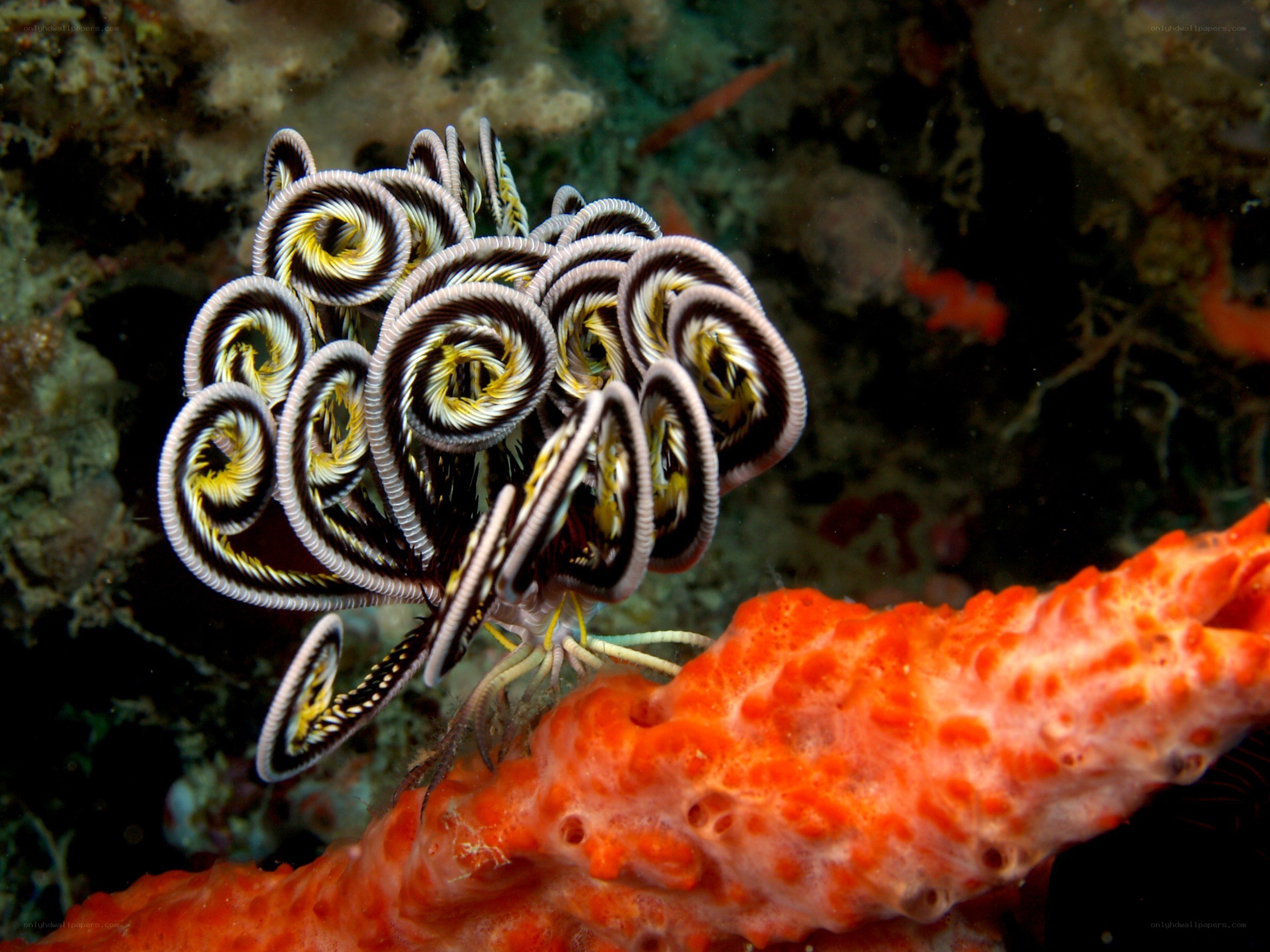 Spiral worm on coral
