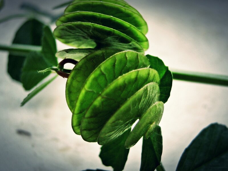 Spiraled Green Leaves