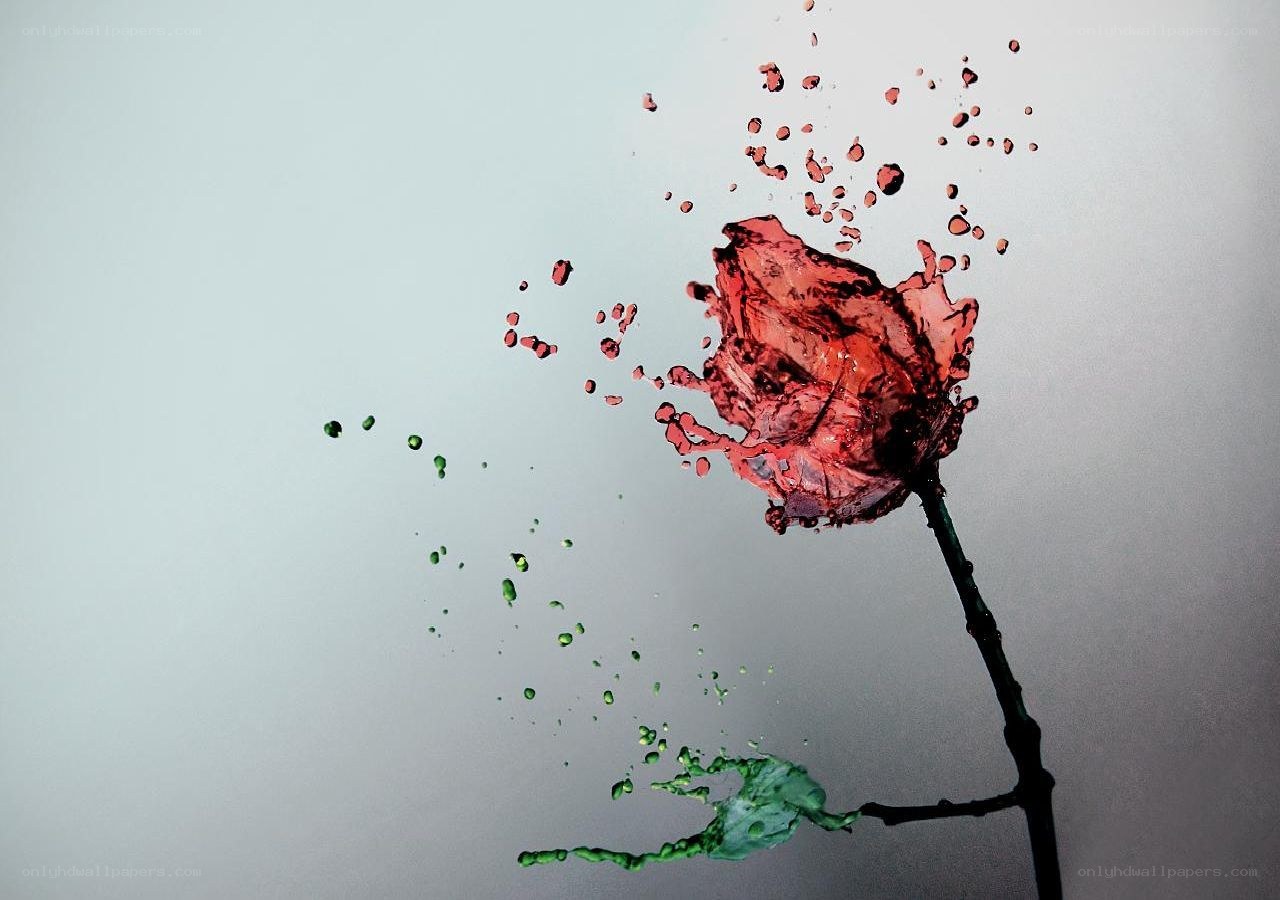 splashing red rose