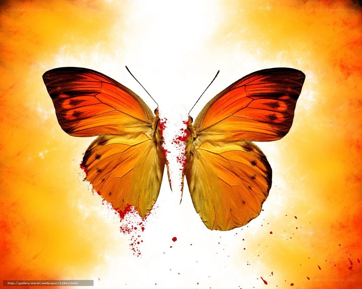 Split butterfly with blood