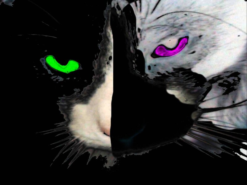 Split Cat Face