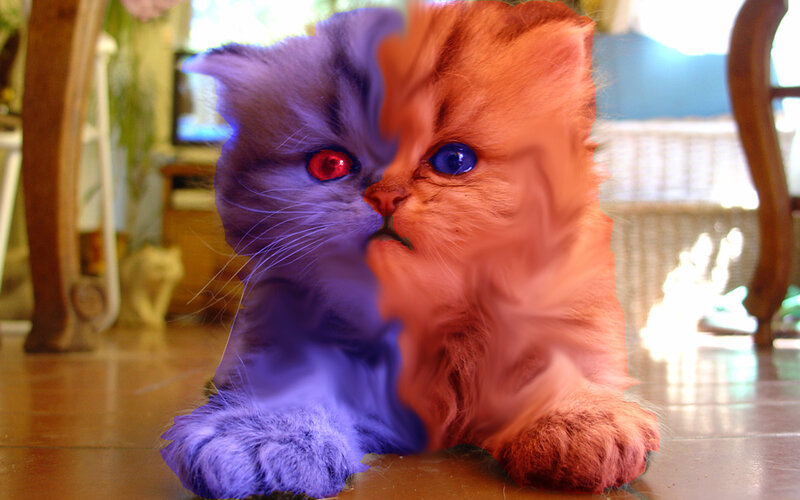split-colored kitten