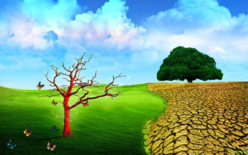 Split Landscape with Trees