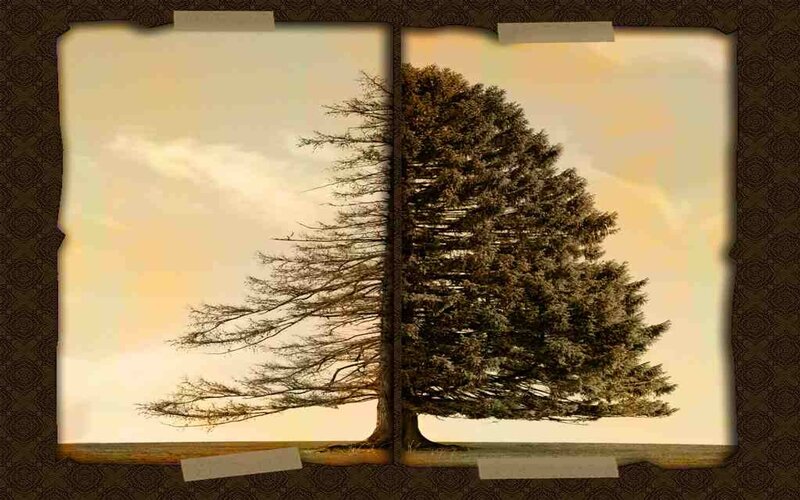 Split Tree Book Art
