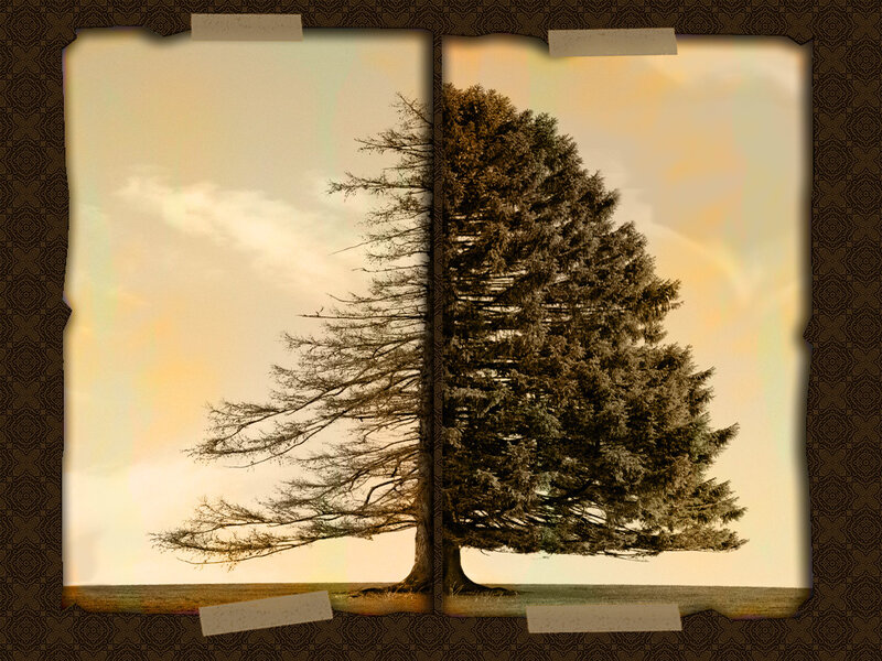 Split Tree in a Framed Image