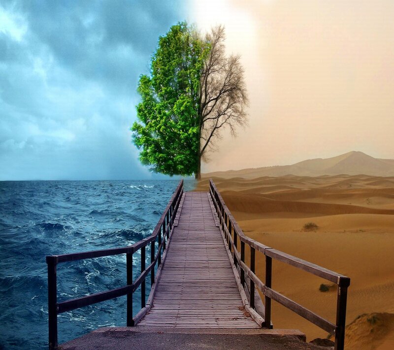 Split Tree on Pier