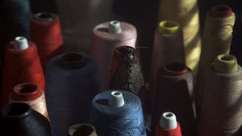 spools of thread with moth