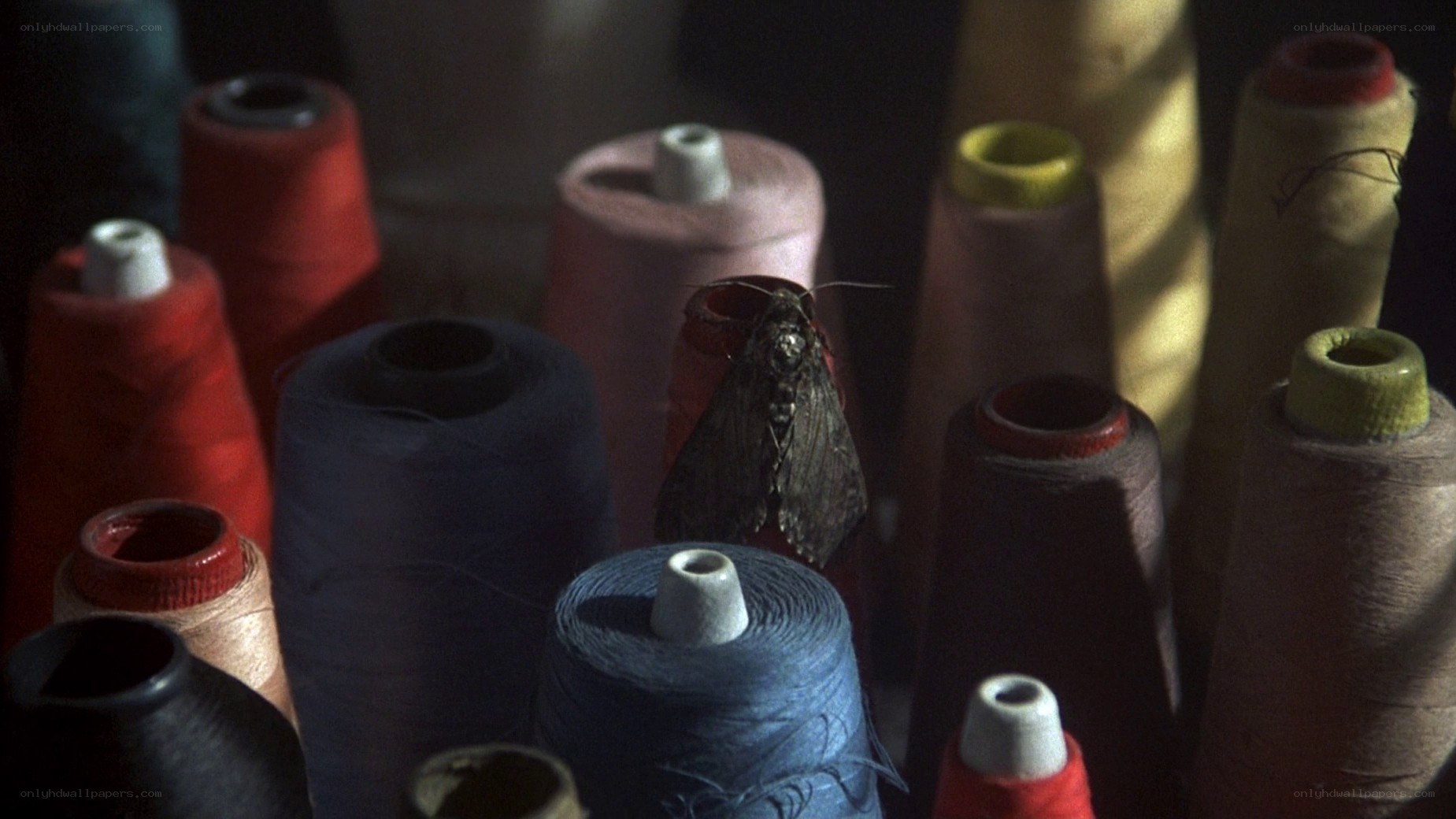 spools of thread with moth