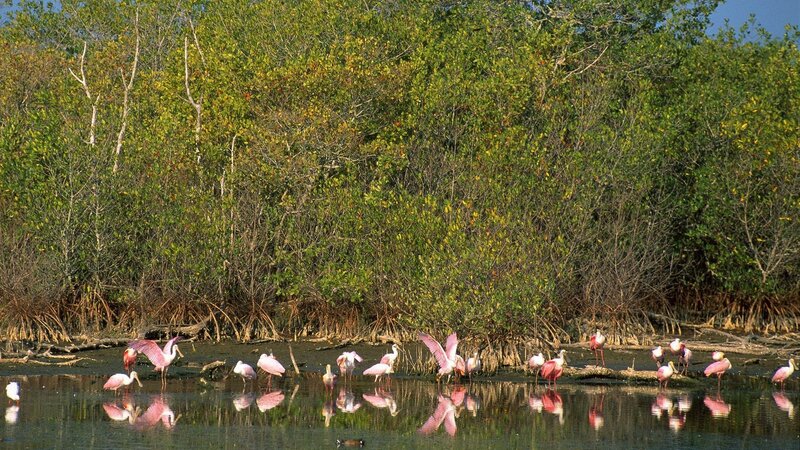 Spoonbills in a mangrove swamp