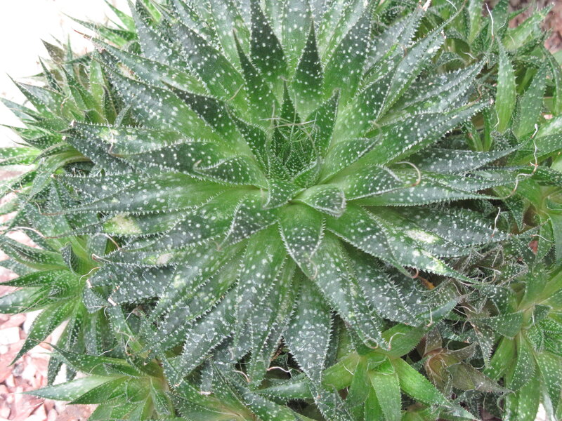 Spotted Aloe Plant