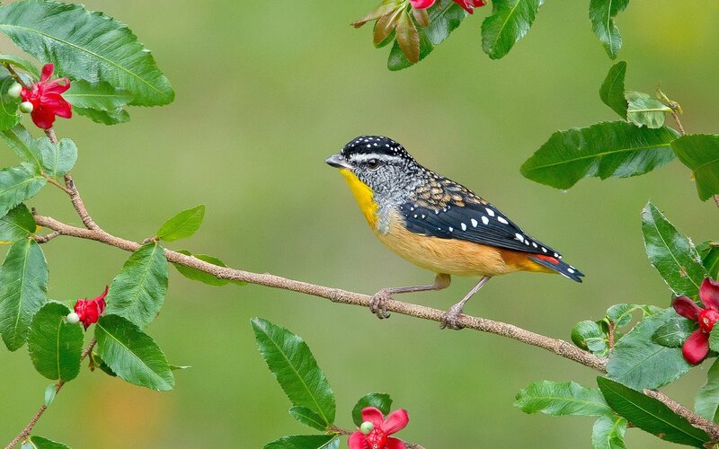 Spotted Antbird on Branch — Green