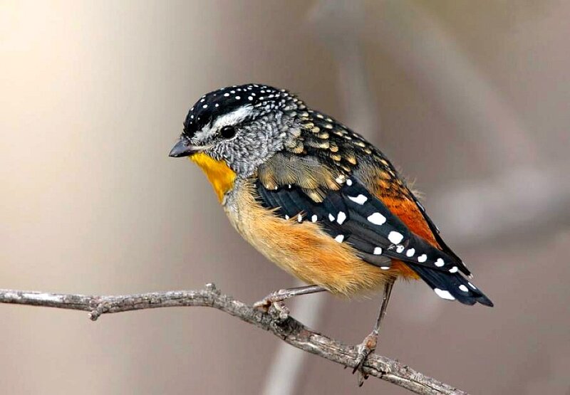 Spotted Antbird on Branch