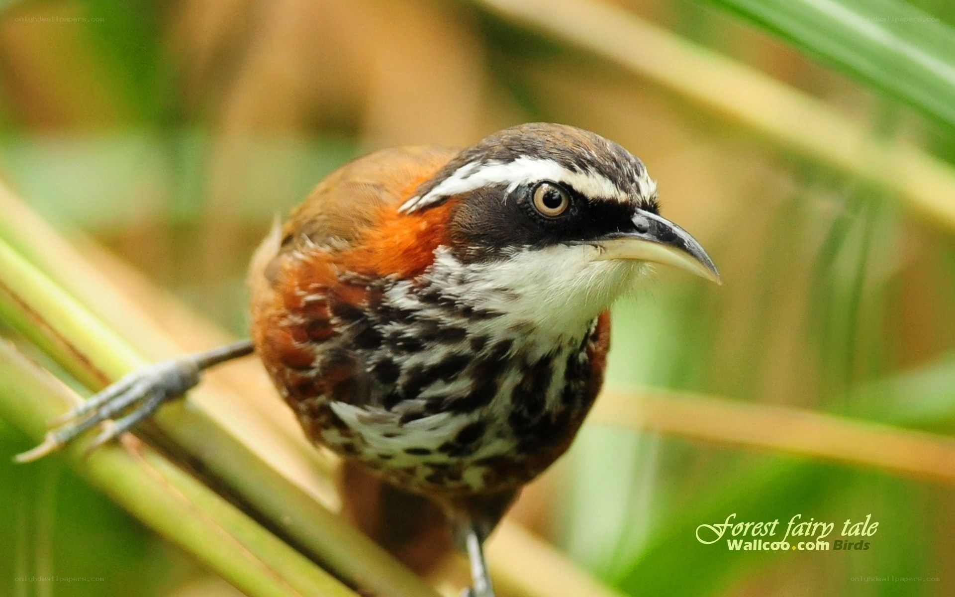 Spotted babbler perched on a branch