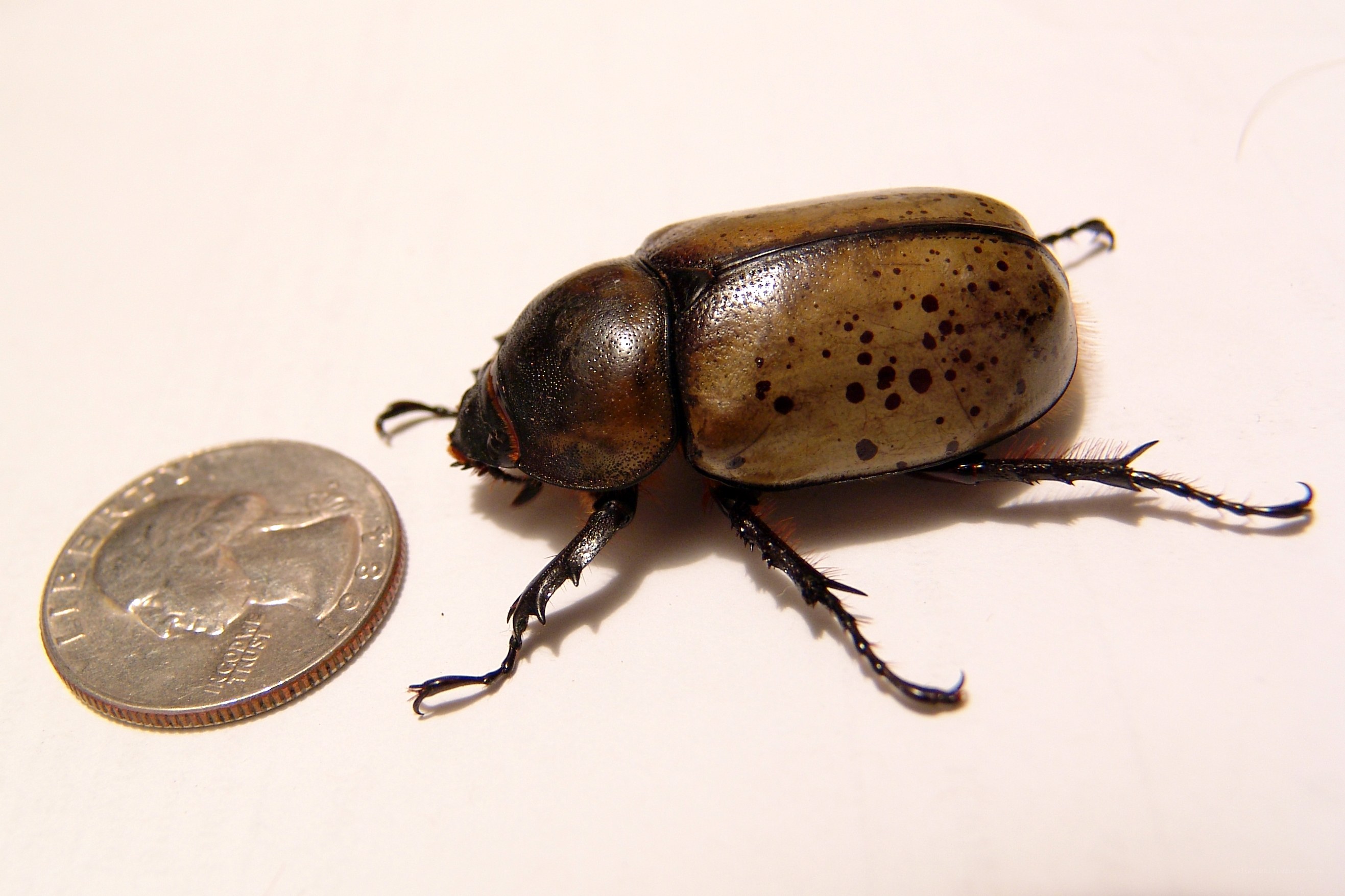 Spotted beetle next to a quarter