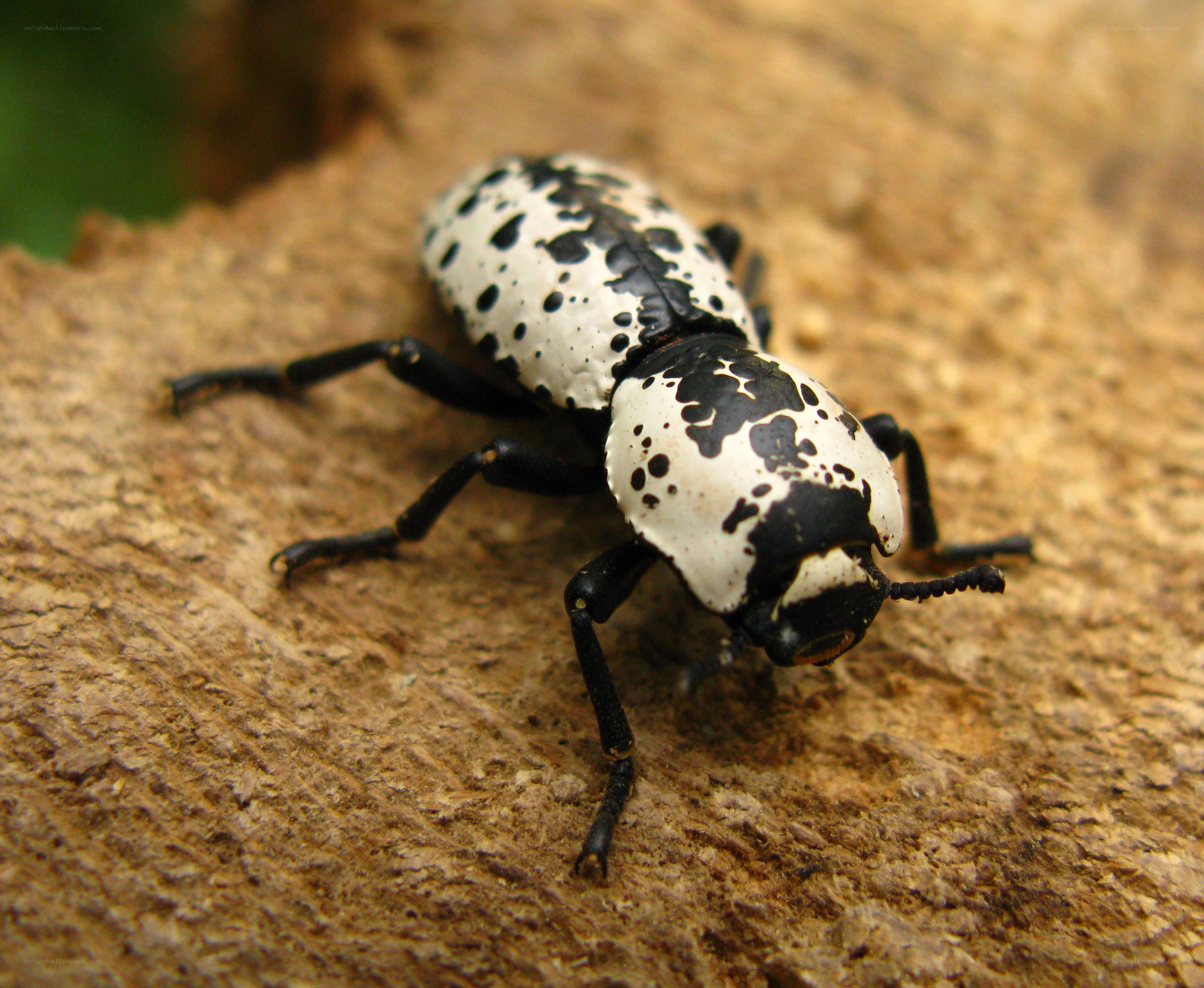 spotted beetle on wood