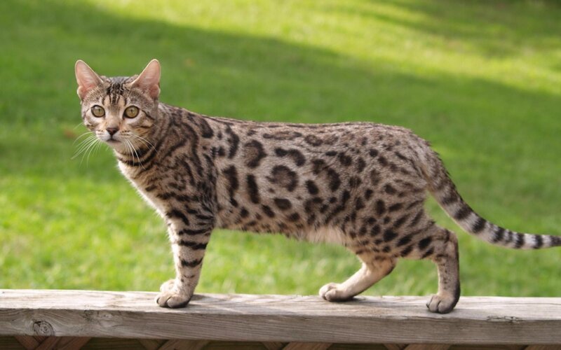 Spotted Bengal Cat