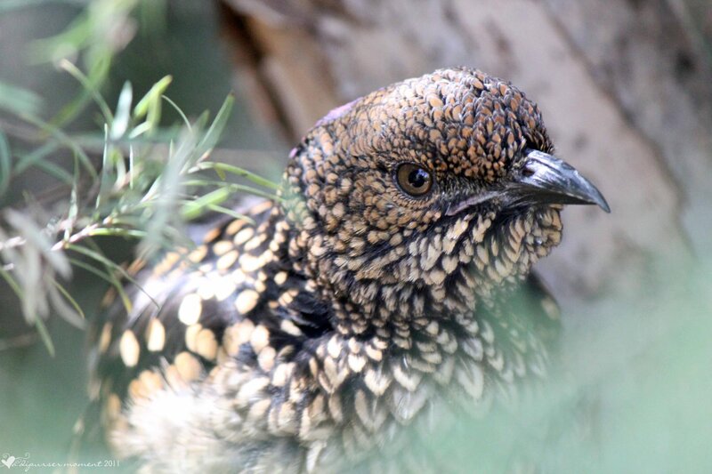 Spotted Bird in Foliage