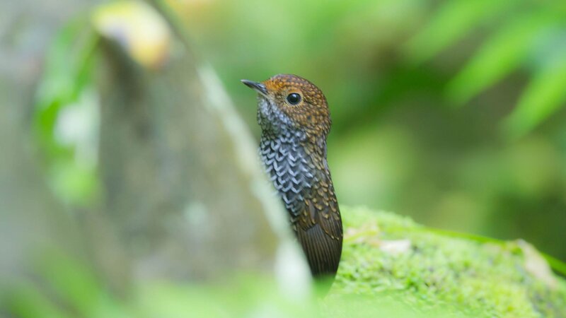 spotted bird in forest